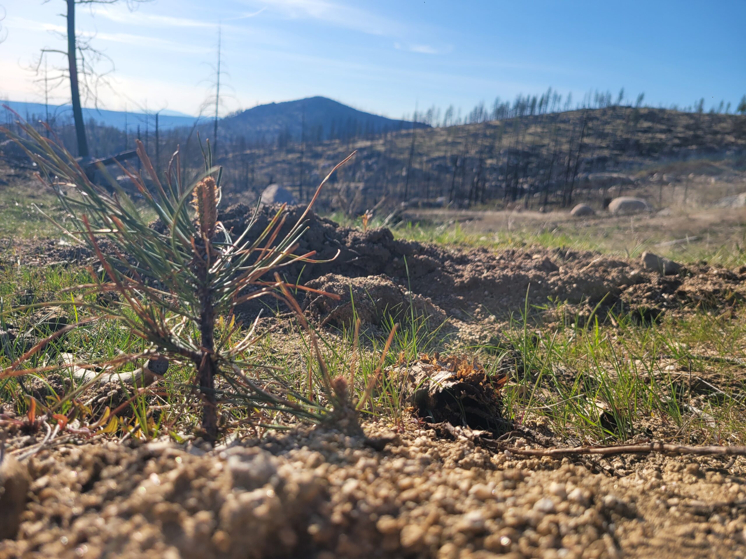 New Tree Growth